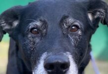Dog waits abandoned in front of Cologne Lidl branch – animal shelter starts emotional call