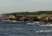 Sydney: First deadly shark attack in decades – feverish search for the animal