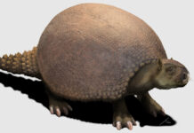 The giant fossil armadillos that helped Darwin