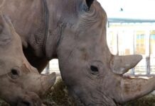 Pregnant rhino cow dies of pneumonia