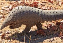 The pangolin could cause the next pandemic