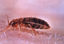How do you experience evolution with sex?