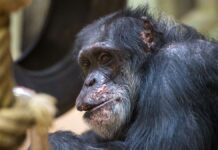 Saarbrücken Zoo mourns the loss of chimpanzee Jonny