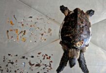 Together against plastic: UN seeks agreement