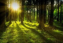 Man has lived in the forest for more than 30 years – without his family knowing