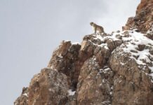 The moving cinema documentary “The Snow Leopard”