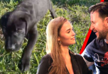 Laura Müller and hit star Michael Wendler have a second dog: "Two fur babies"