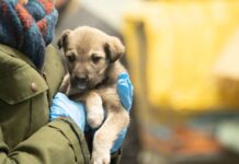 Animal rescue in the Ukraine war: "What can the dogs do for it?"
