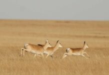Gazelle runs 18 000 kilometers in 5 years
