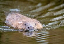 First beavers settled in London in more than 400 years