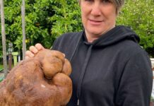 No Potato: No record for New Zealanders