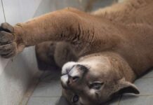 Puma in a small car – smuggling animals through Germany