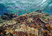 Concerns about renewed coral bleaching on the Great Barrier Reef