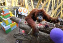 Orangutan Kasih celebrates 60th birthday