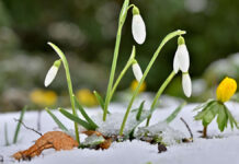 Polar vortex collapses – expert expects cold snap in March