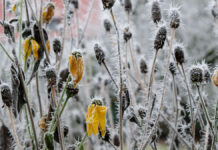 Weather: polar vortex is "cut" – expert expects a cold snap in March