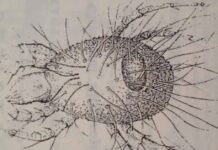 The man who created life with electricity