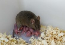 Fatherless mice are born using only unfertilized eggs