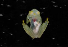 They discover two new glass frogs whose hearts are beating
