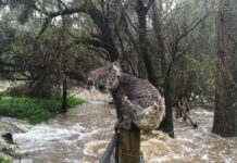 Floods in Australia deadly for wildlife
