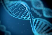 They decipher the most complete sequence of the human genome