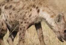 Why do female hyenas have a penis?