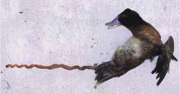 pene_pato