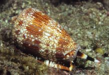 Snail venom could be used to produce painkillers