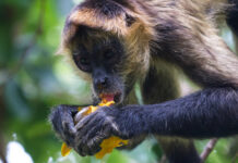 It could be the monkeys' fault that we like alcohol