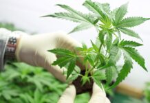 Lack of permits and regulations holds back the potential of the cannabis industry