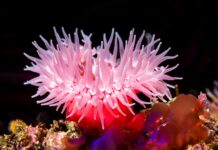 They confirm a strange genetic link between humans and anemones
