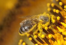Millions of bees used in pollination die burned in a plane