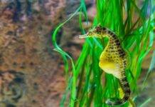 5 strange sexual acts of the animal kingdom