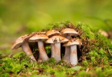 Fungi communicate with each other using up to 50 words