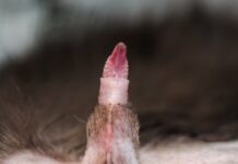 What are cat penis spikes used for?