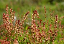Attention, allergies! May (worst month for allergy sufferers)