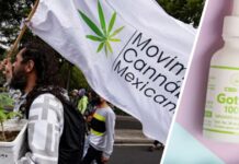 CBDbies: the Mexican cannabis company that grew with the pandemic and is now waiting for the decriminalization of the cultivation of the plant
