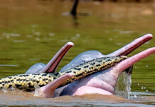 Why did some Bolivian dolphins swim with an anaconda?