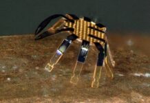 They create a robotic crab smaller than a flea and this is all it can do