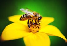 Why are bees important for the planet?
