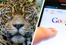 It's for your own good: They will use camera traps with 3G technology to care for animals in danger of extinction in Yucatan