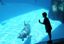 The functions of a dolphin park