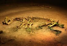 When and where did the cave bear live?
