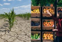 How drought in Europe puts global agriculture at risk