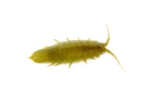 Crustaceans 'pollinate' algae like bees do plants