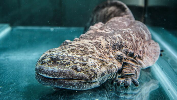 salamandra-gigante-china_