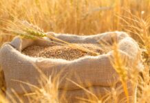 UN works with the US and the EU so that Russian food reaches the market