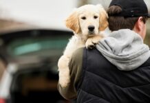 Monkeypox: Human transmitted the disease to a dog