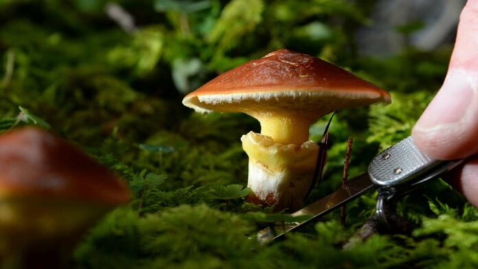 29659175-pilze-im-wald-2fe