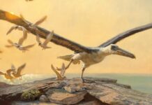 Pelagornis: the largest bird in history